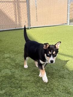 Stockings , ADOPTABLE, Puppy Male Siberian Husky.