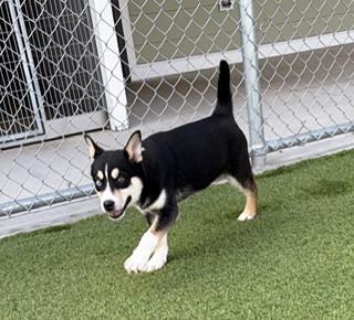 Enlarge Stockings , a ADOPTABLE mixed breed in Liberty, MO image 2/6