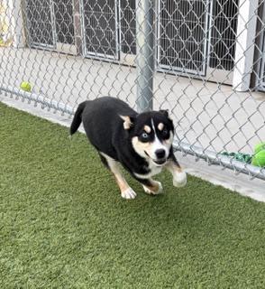 Enlarge Stockings , a ADOPTABLE mixed breed in Liberty, MO image 4/6