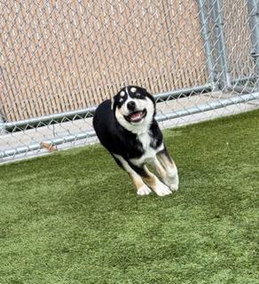Enlarge Stockings , a ADOPTABLE mixed breed in Liberty, MO image 3/6