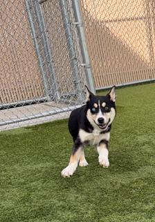 Enlarge Stockings , a ADOPTABLE mixed breed in Liberty, MO image 5/6