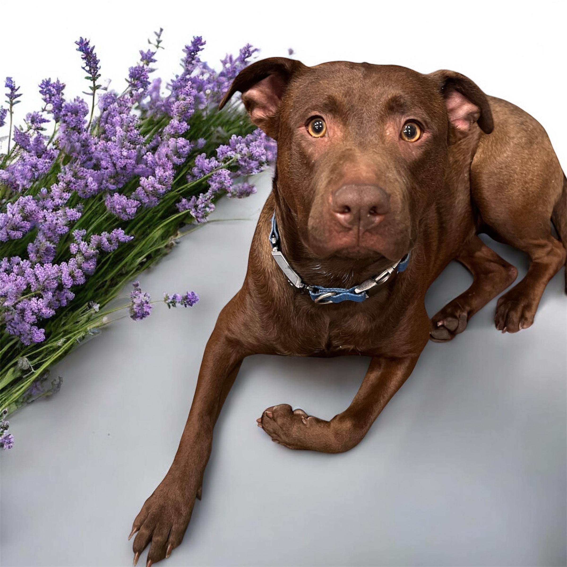 Enlarge Charlotte , a Adoptable mixed breed in richmond, ME image 5/5