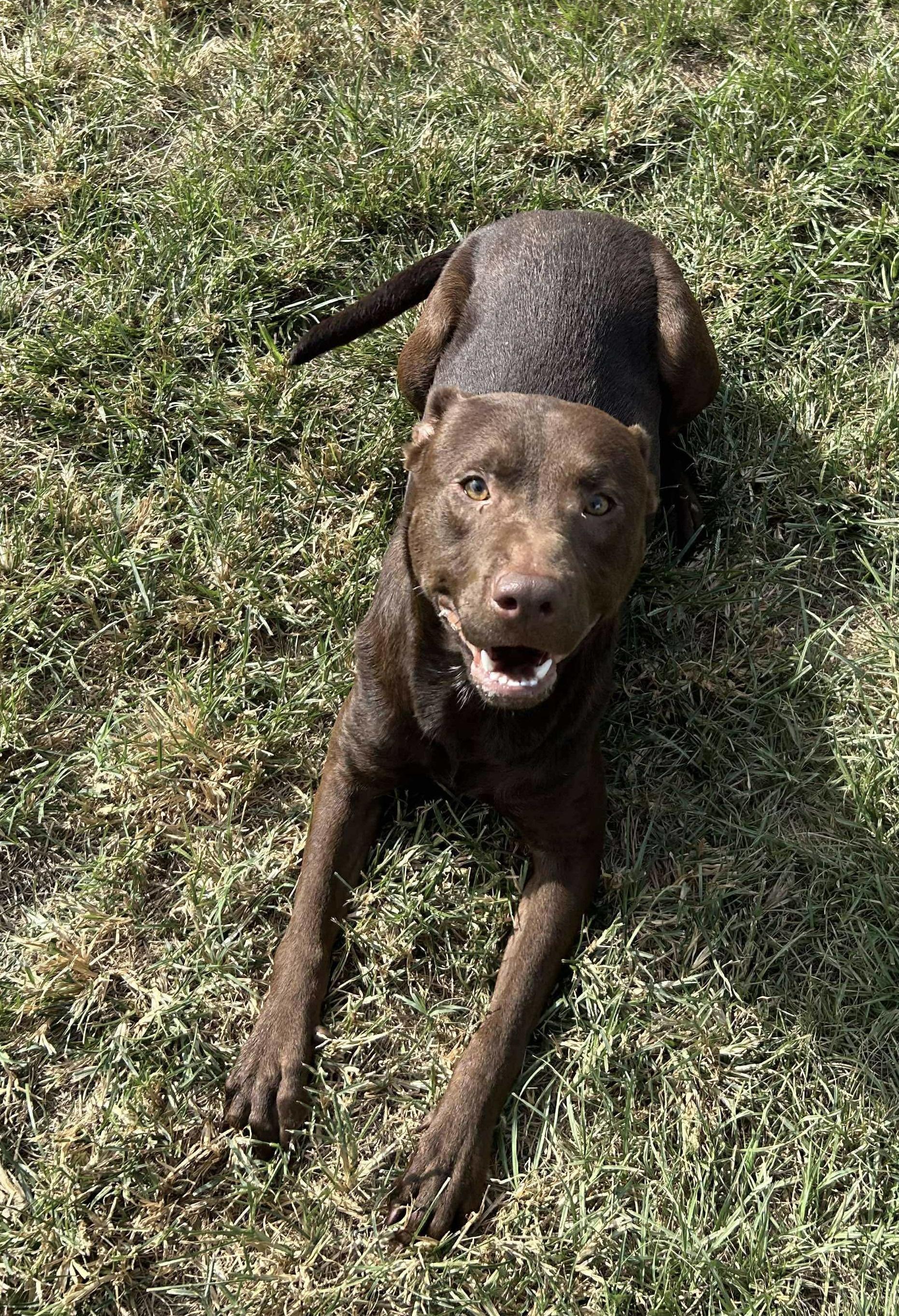 Choco Taco, a Adoptable mixed breed in richmond, ME image 5/6