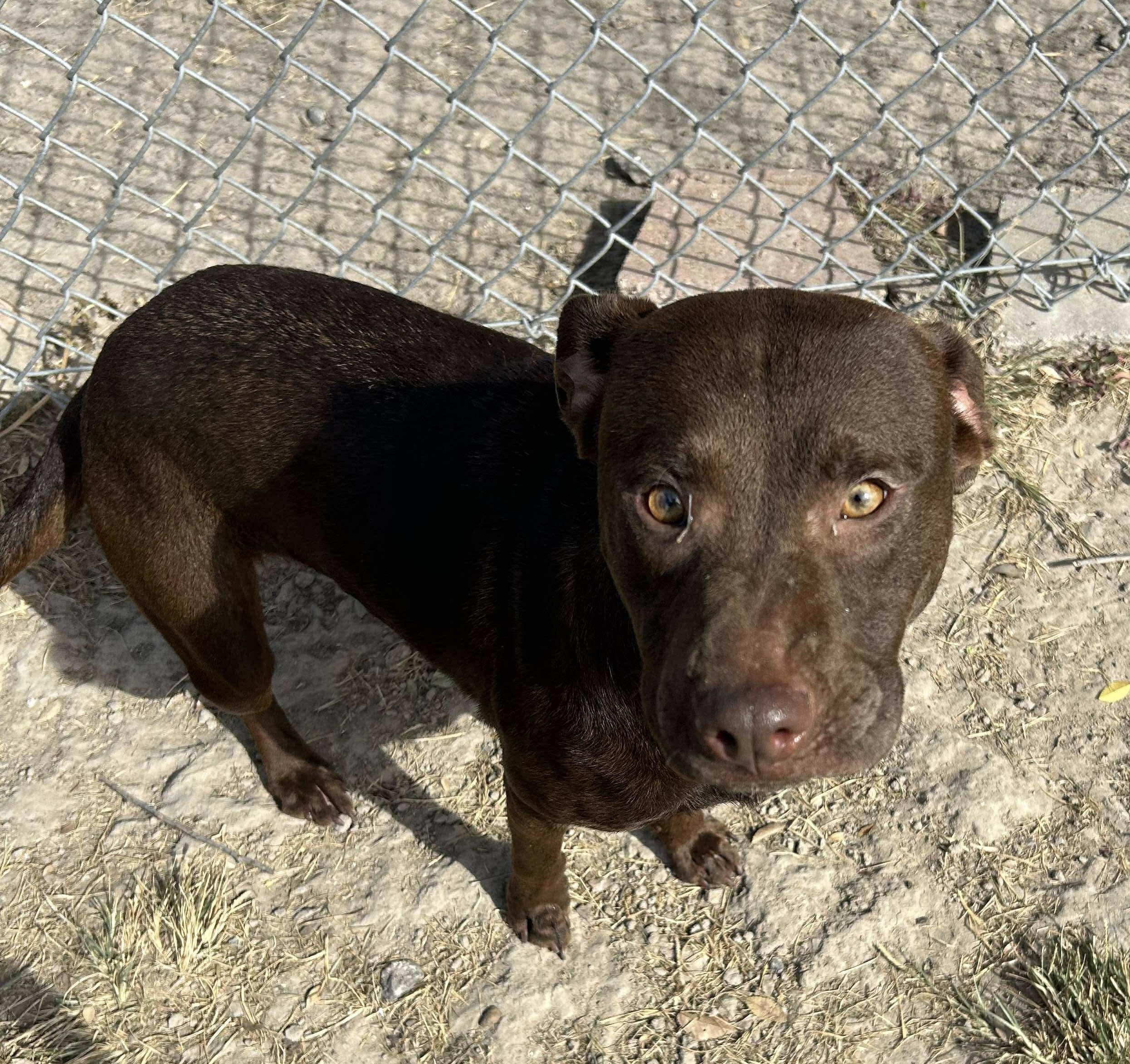 Choco Taco, a Adoptable mixed breed in richmond, ME image 6/6