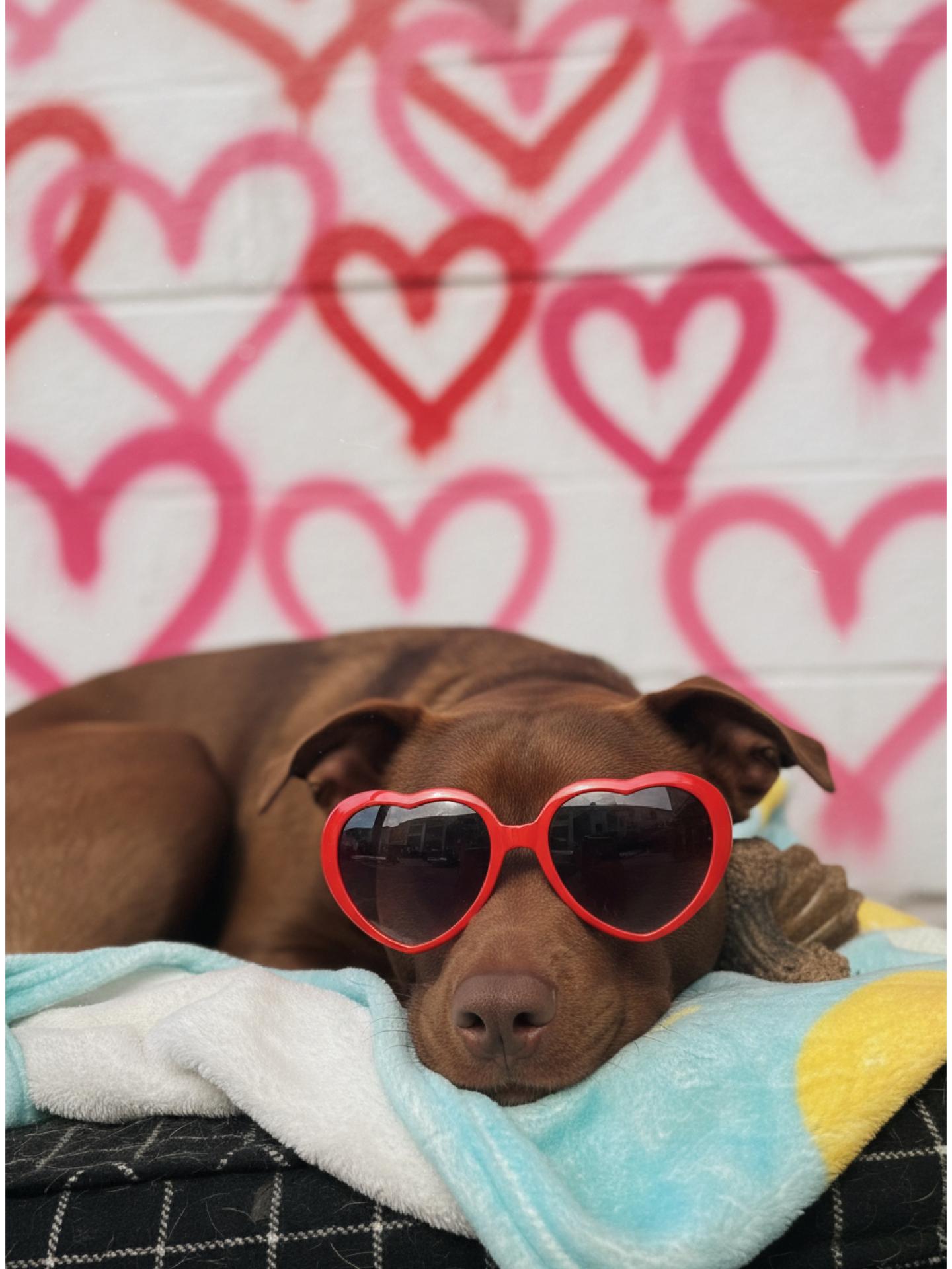 Enlarge Charlotte , a Adoptable mixed breed in richmond, ME image 4/5