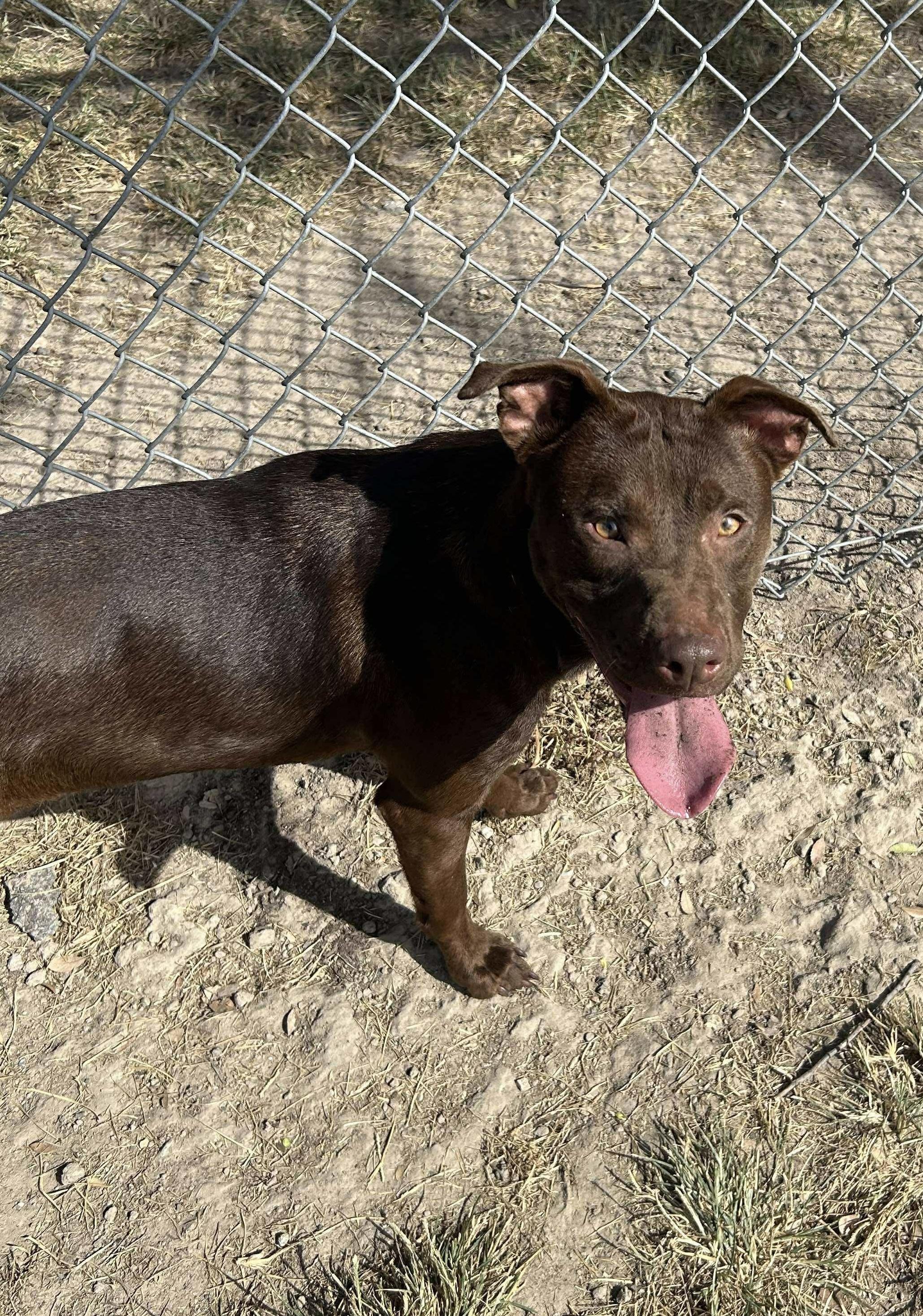 Choco Taco, a Adoptable mixed breed in richmond, ME image 4/6