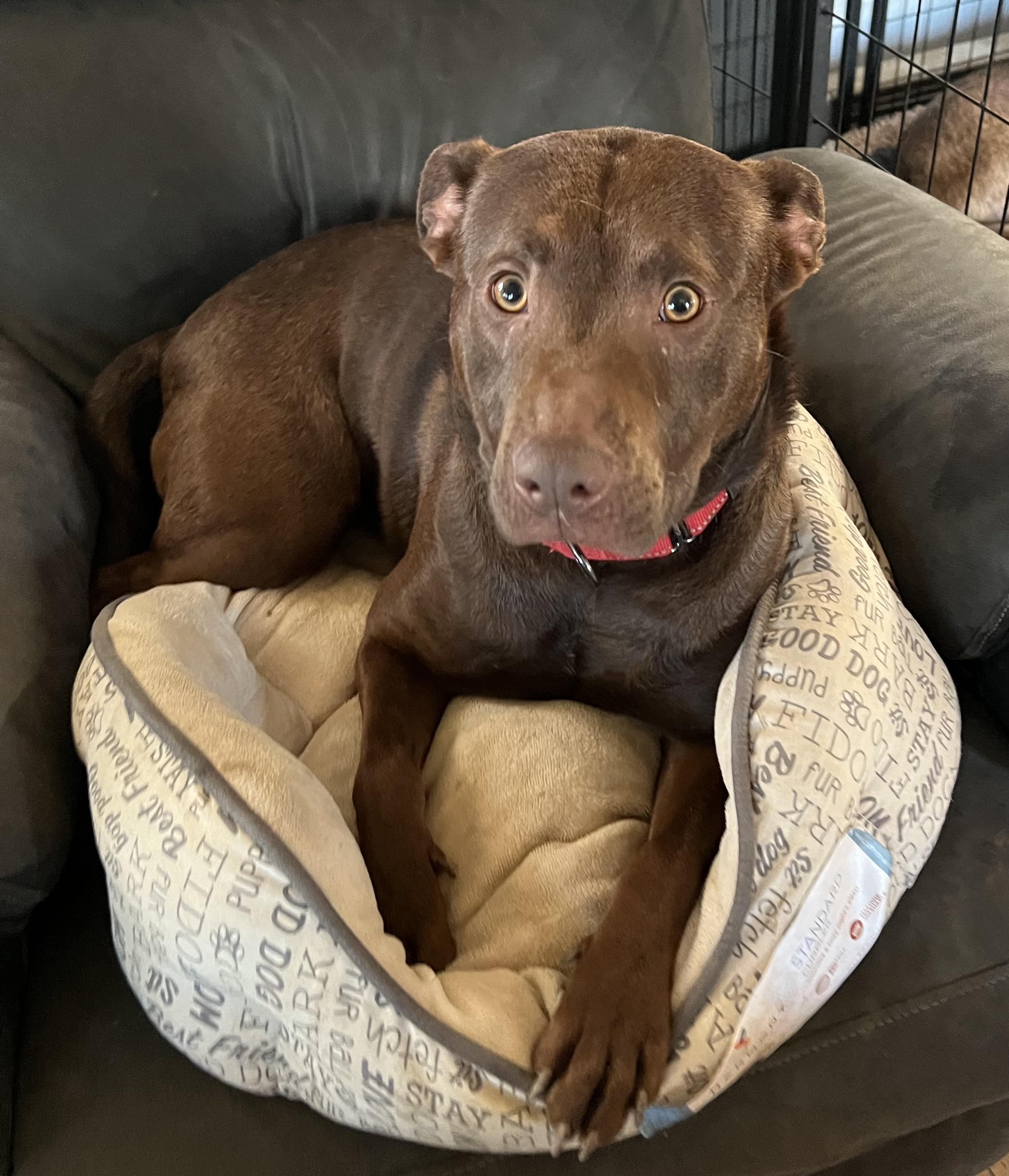 Choco Taco, Adoptable, Young Female Chocolate Labrador Retriever.