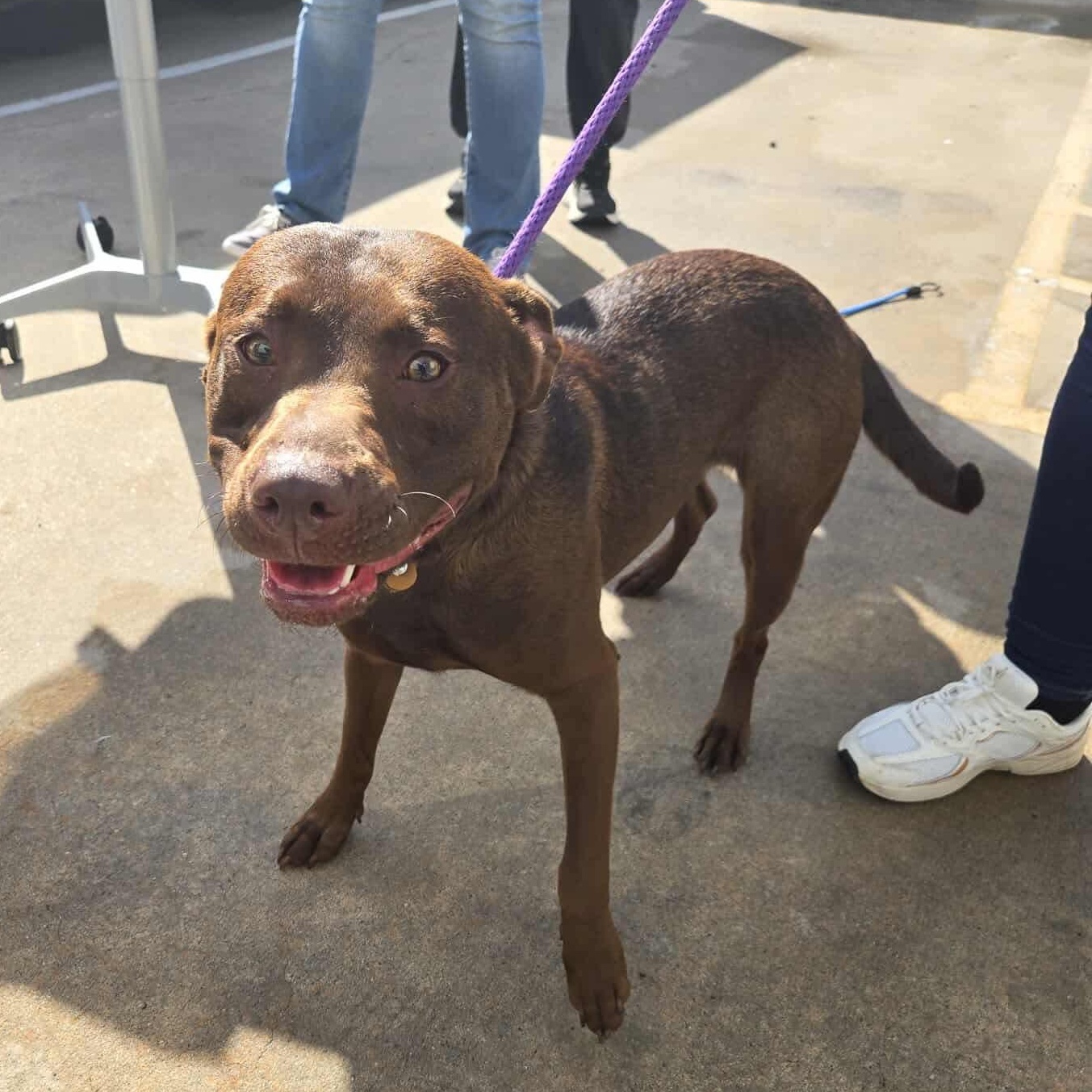 Choco Taco, a Adoptable mixed breed in richmond, ME image 3/6