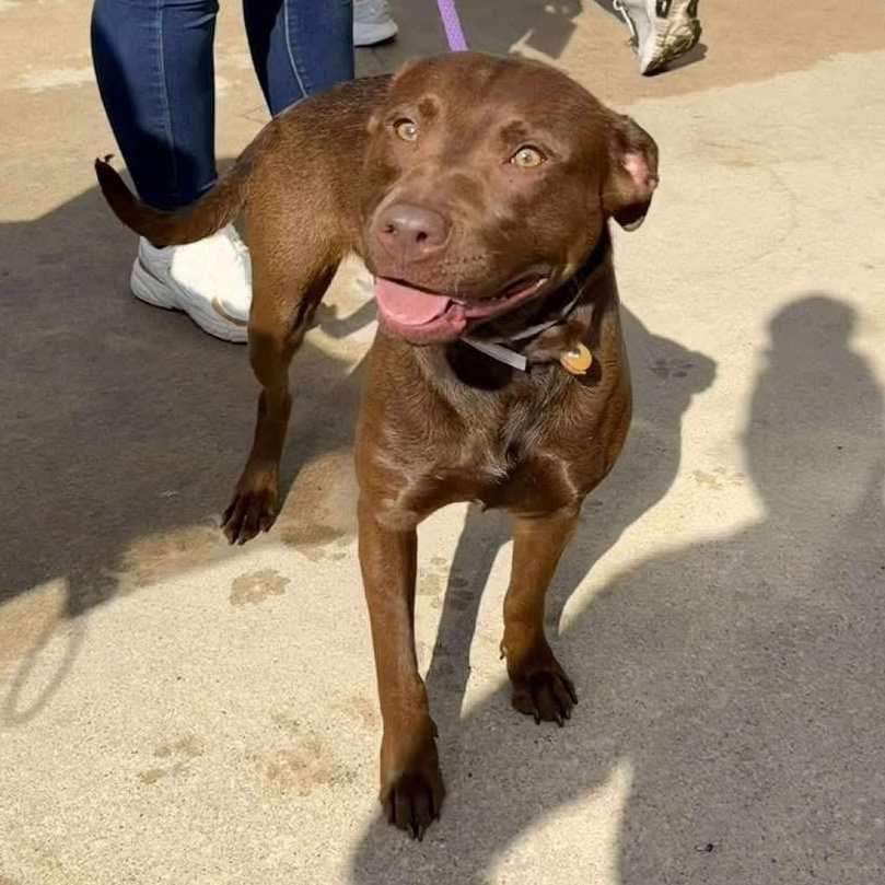 Choco Taco, Adoptable, Young Female Chocolate Labrador Retriever.
