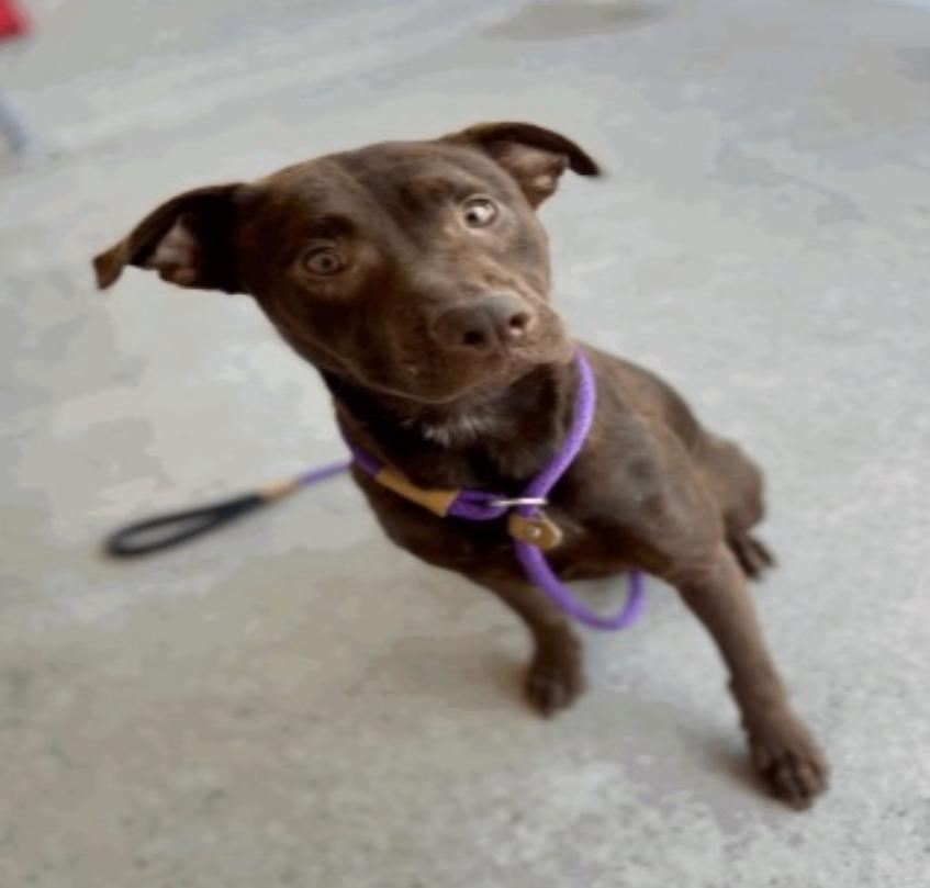 Choco Taco, a Adoptable mixed breed in richmond, ME image 2/6