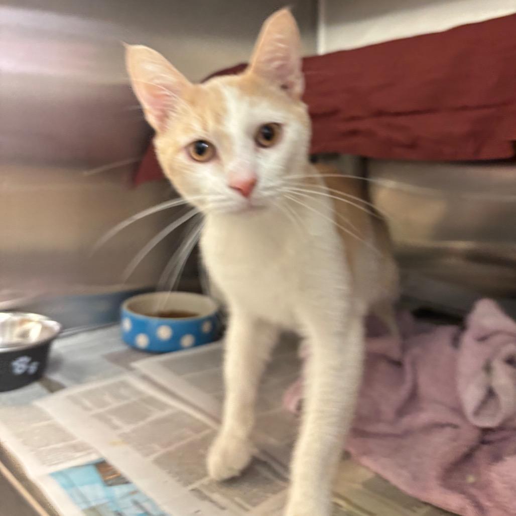 Beaches, Adoptable, Adult Male Domestic Short Hair.