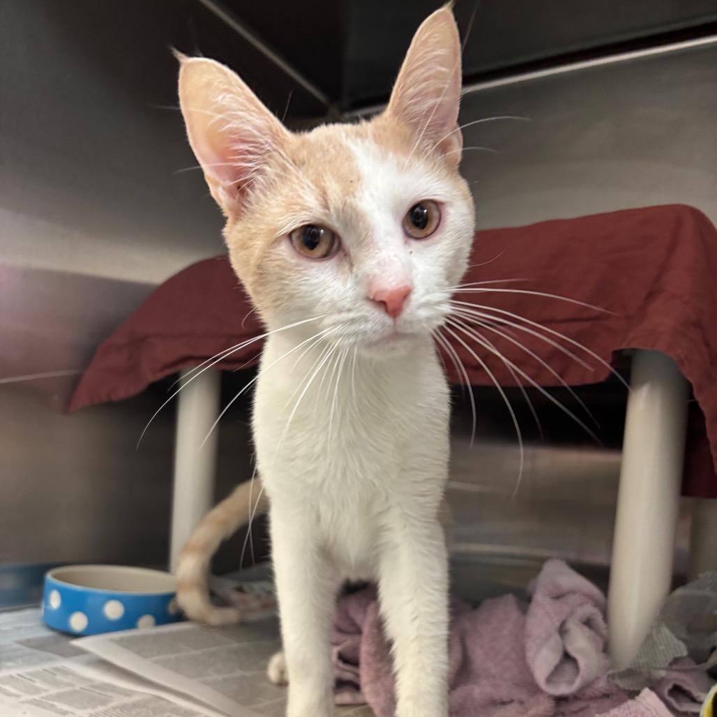 Beaches, a Adoptable Domestic Short Hair in Philadelphia, PA image 2/4