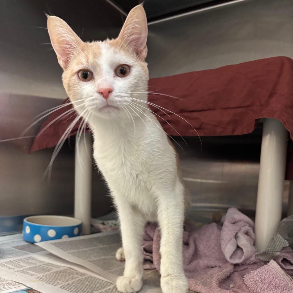 Beaches, a Adoptable Domestic Short Hair in Philadelphia, PA image 3/4