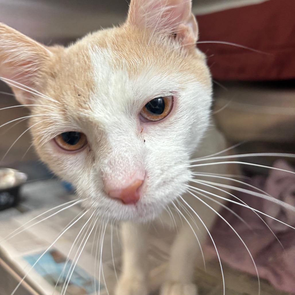 Beaches, a Adoptable Domestic Short Hair in Philadelphia, PA image 4/4