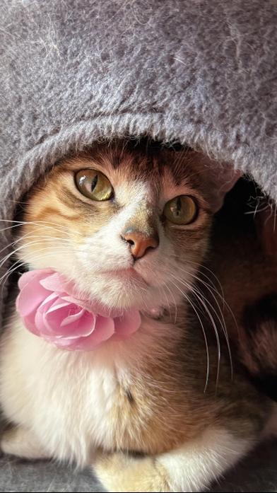 Misha — thumbnail 3