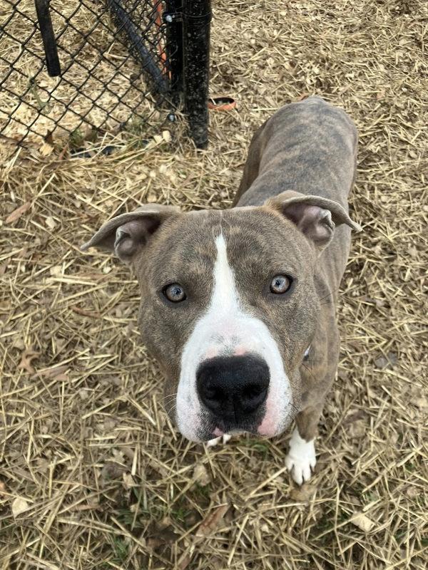 Enlarge Rocko, a Adoptable mixed breed in Millersville, MD image 1/4