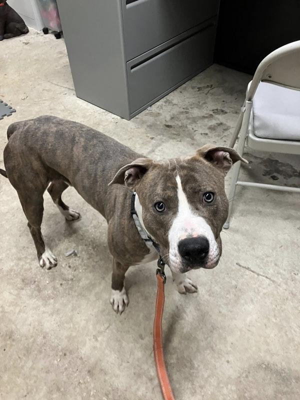 Enlarge Rocko, a Adoptable mixed breed in Millersville, MD image 2/4