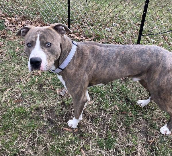 Enlarge Rocko, a Adoptable mixed breed in Millersville, MD image 3/4