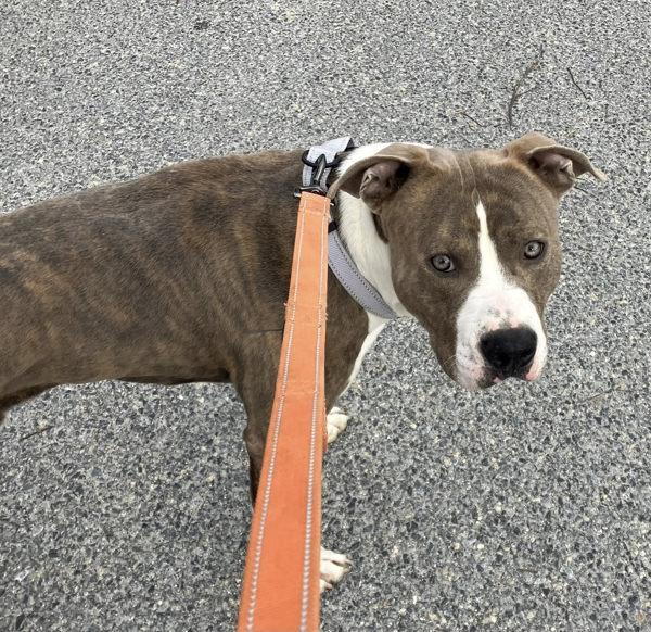 Enlarge Rocko, a Adoptable mixed breed in Millersville, MD image 4/4