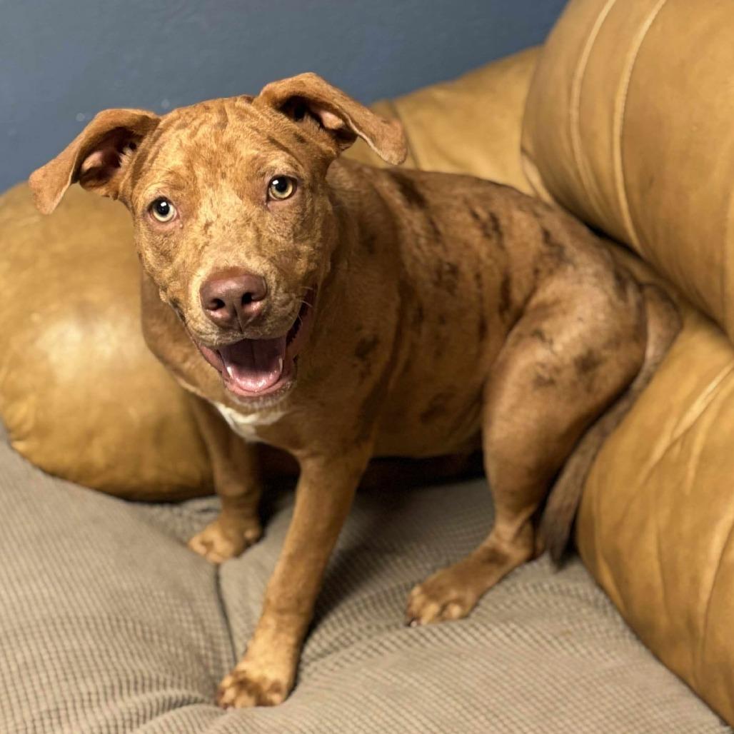 Enlarge Selea, a Adoptable mixed breed in Belleville, IL image 1/6