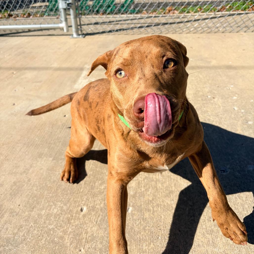 Enlarge Selea, a Adoptable mixed breed in Belleville, IL image 2/6