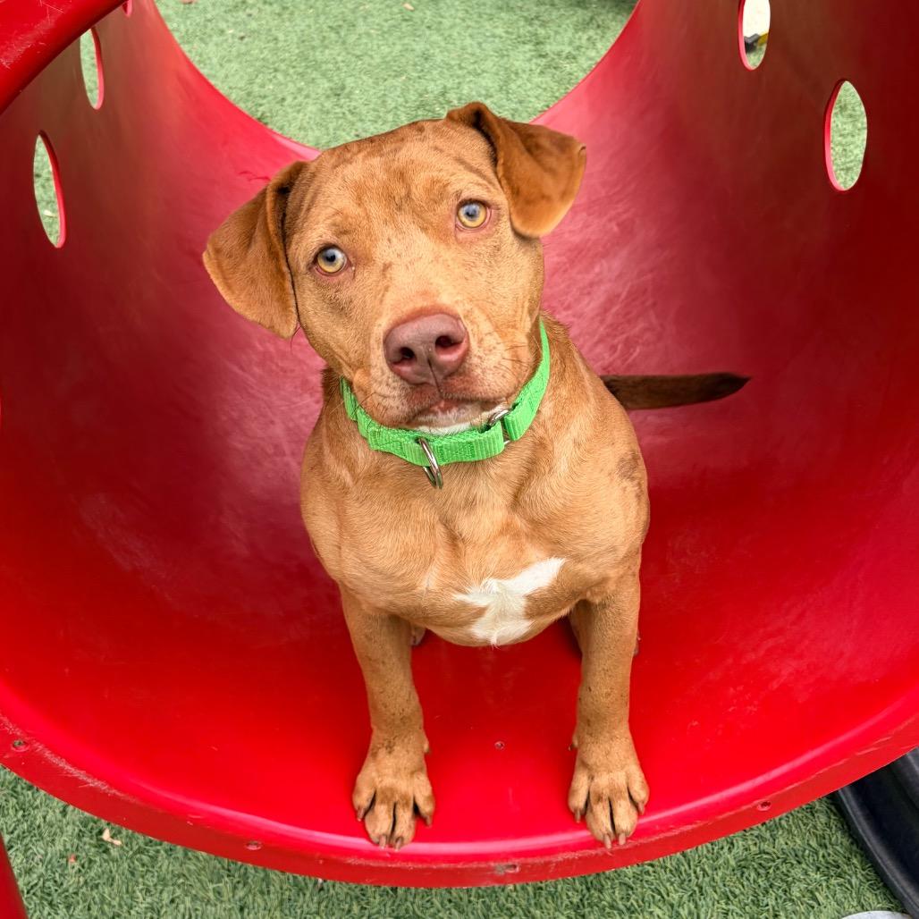 Enlarge Selea, a Adoptable mixed breed in Belleville, IL image 4/6