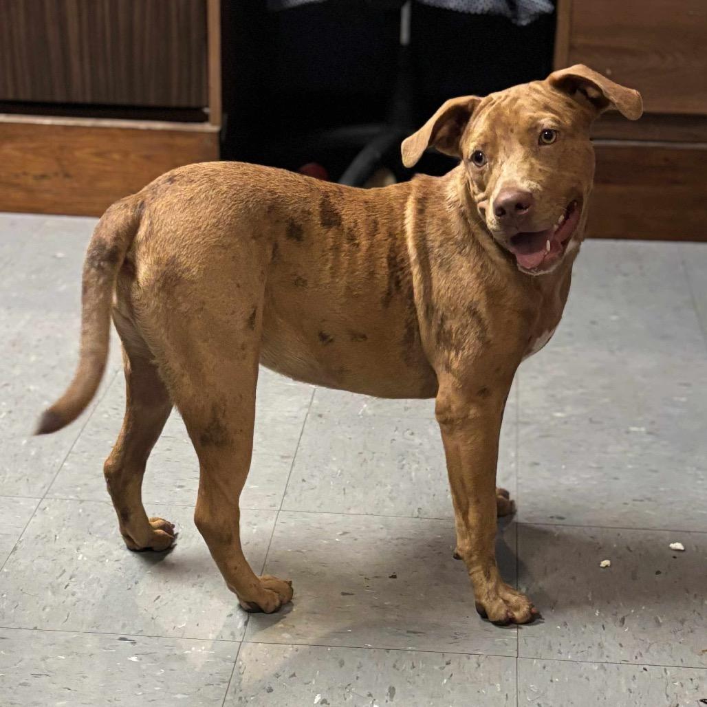 Enlarge Selea, a Adoptable mixed breed in Belleville, IL image 5/6