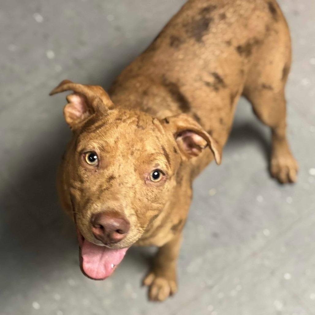 Enlarge Selea, a Adoptable mixed breed in Belleville, IL image 6/6