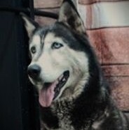 DOLCE SWEETIE, a Adoptable Siberian Husky in Murrieta, CA image 1/6