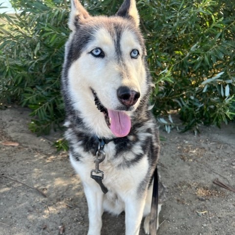 DOLCE SWEETIE, a Adoptable Siberian Husky in Murrieta, CA image 2/6