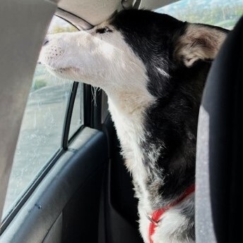 DOLCE SWEETIE, a Adoptable Siberian Husky in Murrieta, CA image 3/6