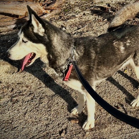 DOLCE SWEETIE, a Adoptable Siberian Husky in Murrieta, CA image 4/6