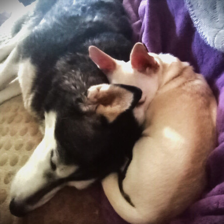 DOLCE SWEETIE, a Adoptable Siberian Husky in Murrieta, CA image 5/6