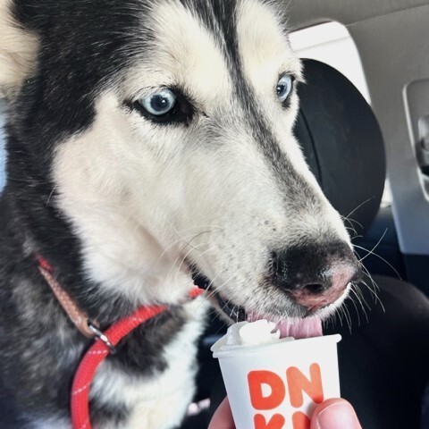 DOLCE SWEETIE, a Adoptable Siberian Husky in Murrieta, CA image 6/6