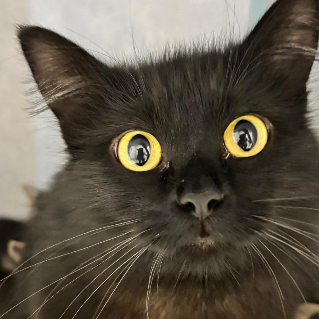 Sammi, a Adoptable mixed breed in Commerce City, CO image 4/6