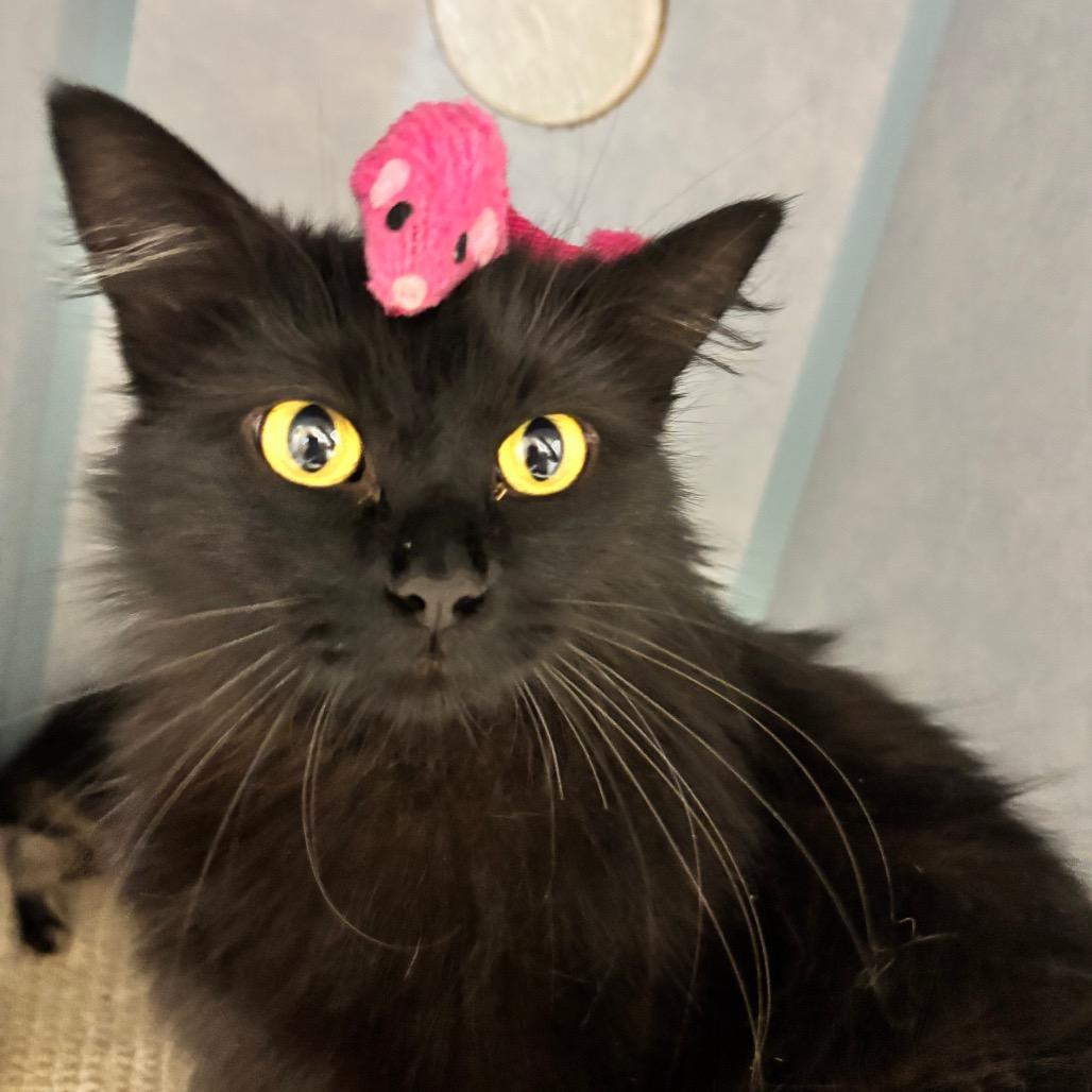 Sammi, a Adoptable mixed breed in Commerce City, CO image 3/6