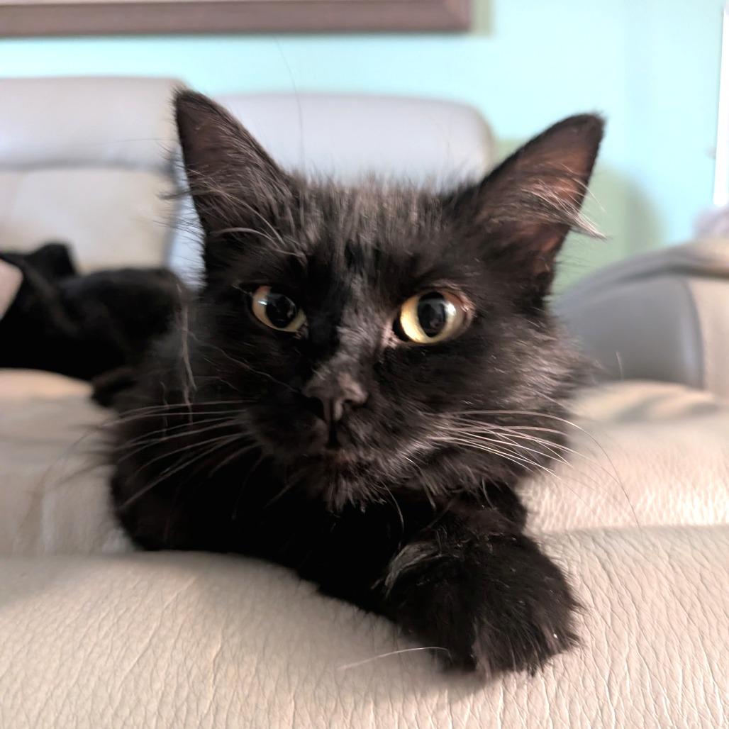 Sammi, Adoptable, Young Female Domestic Long Hair & Domestic Long Hair.