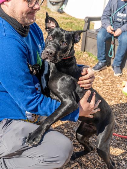 Anya, a Adoptable Mixed Breed in Chamblee, GA image 1/3