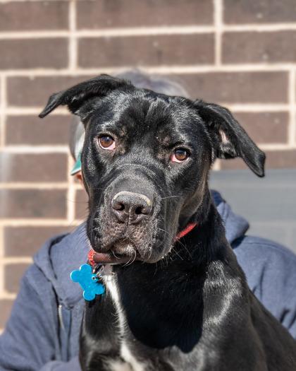 Enlarge Anya, a Adoptable Mixed Breed in Chamblee, GA image 4/5