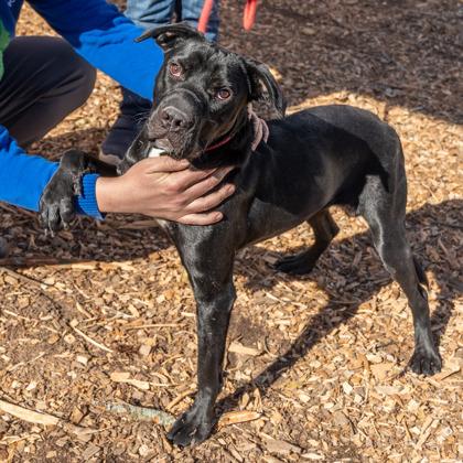 Anya, a Adoptable Mixed Breed in Chamblee, GA image 3/3
