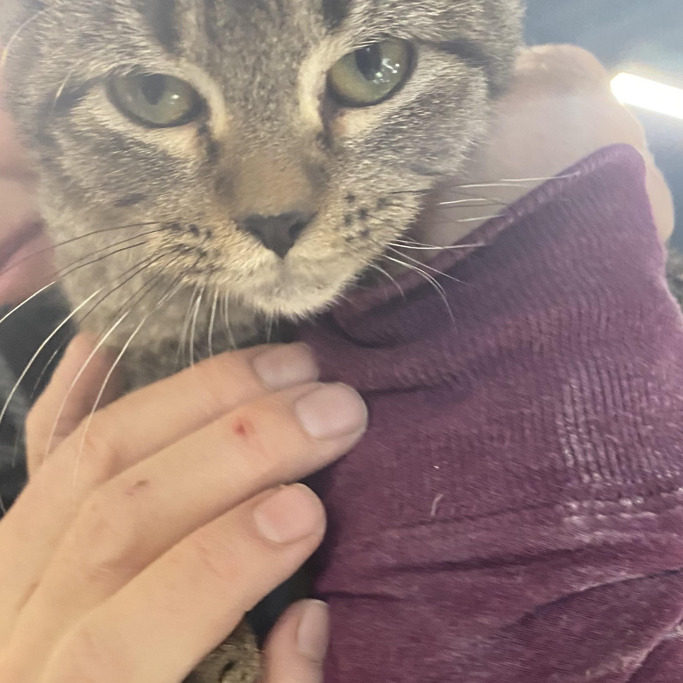 Enlarge Tiny, a Adoptable Domestic Short Hair in Stockholm, WI image 2/4