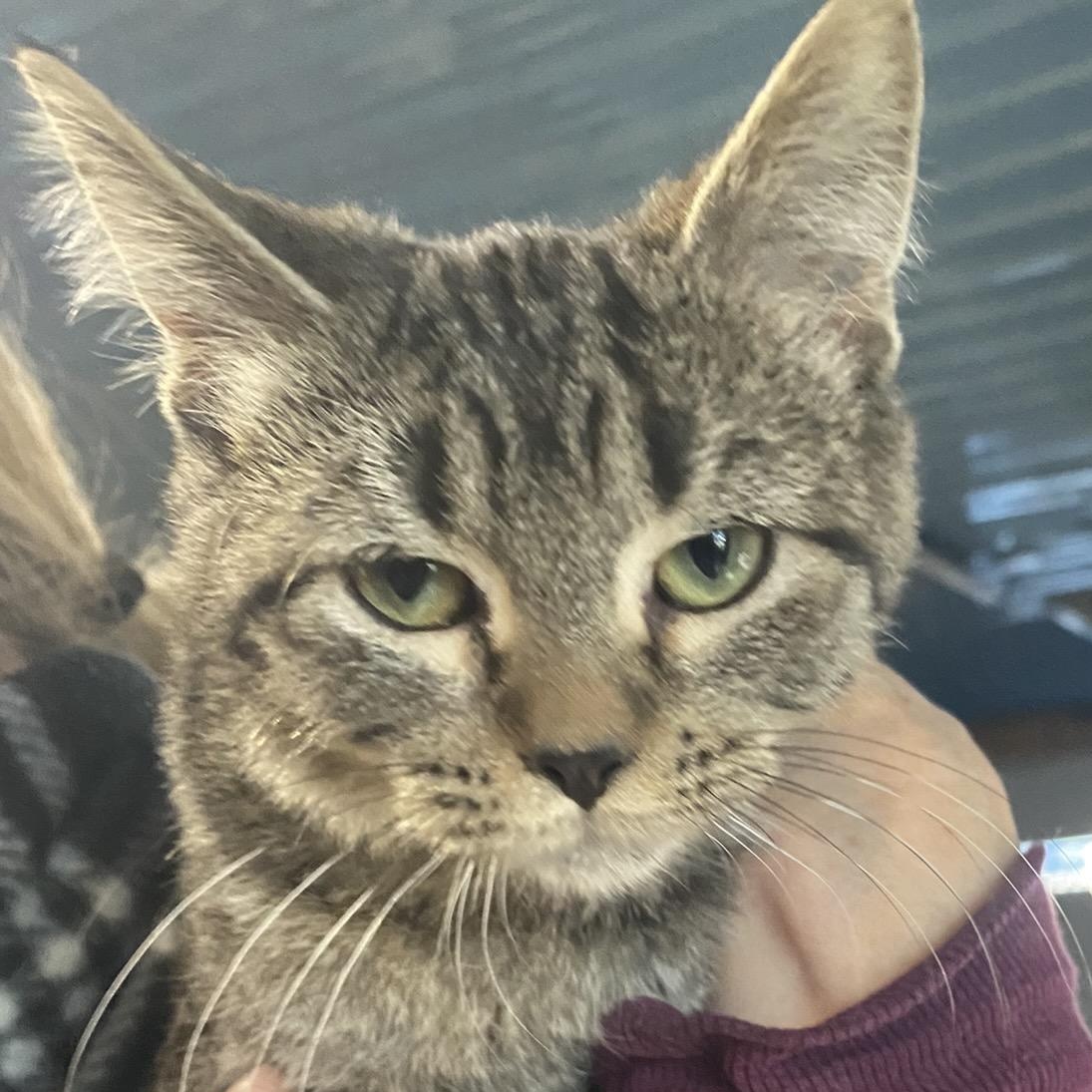 Enlarge Tiny, a Adoptable Domestic Short Hair in Stockholm, WI image 1/4