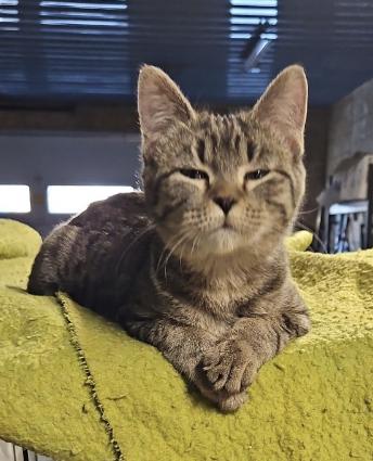 Enlarge Tiny, a Adoptable Domestic Short Hair in Stockholm, WI image 3/4