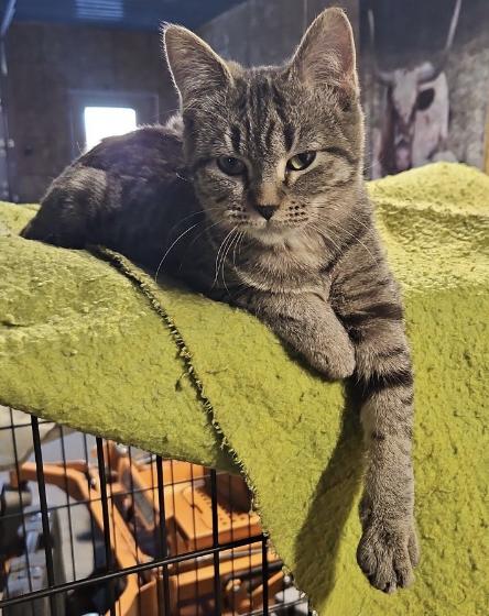 Enlarge Tiny, a Adoptable Domestic Short Hair in Stockholm, WI image 4/4