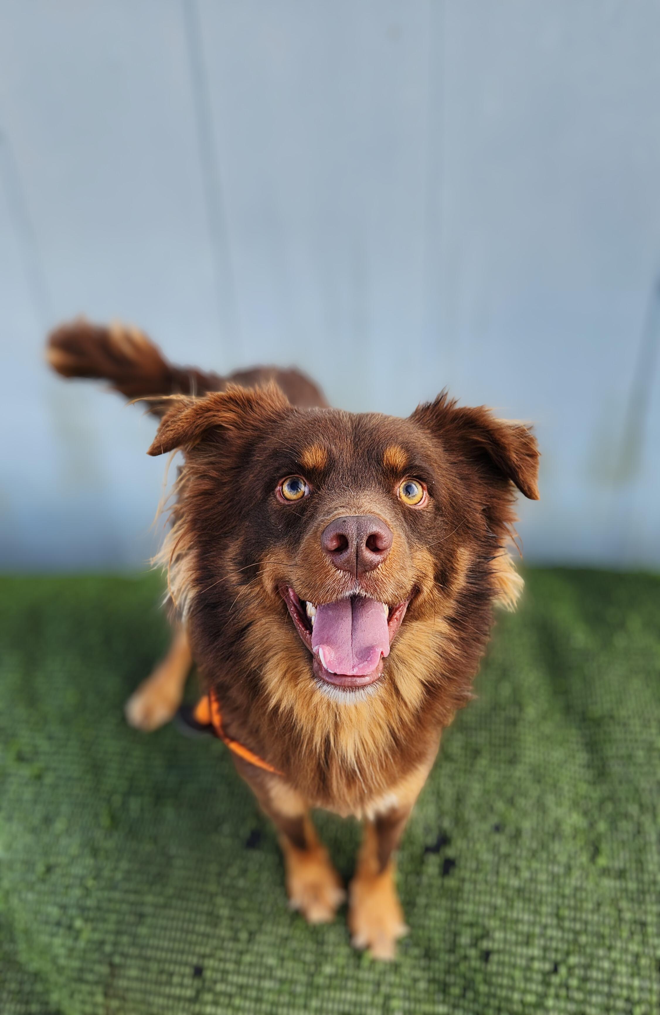 Enlarge Finn, a ADOPTABLE mixed breed in Greenville, KY image 1/2