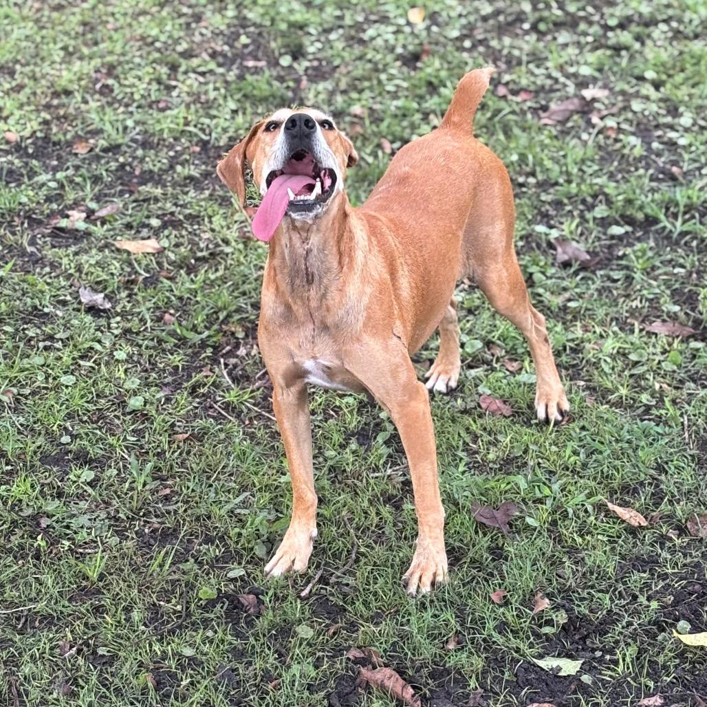 BETTY, Adoptable, Adult Female Plott Hound & Catahoula Leopard Dog.