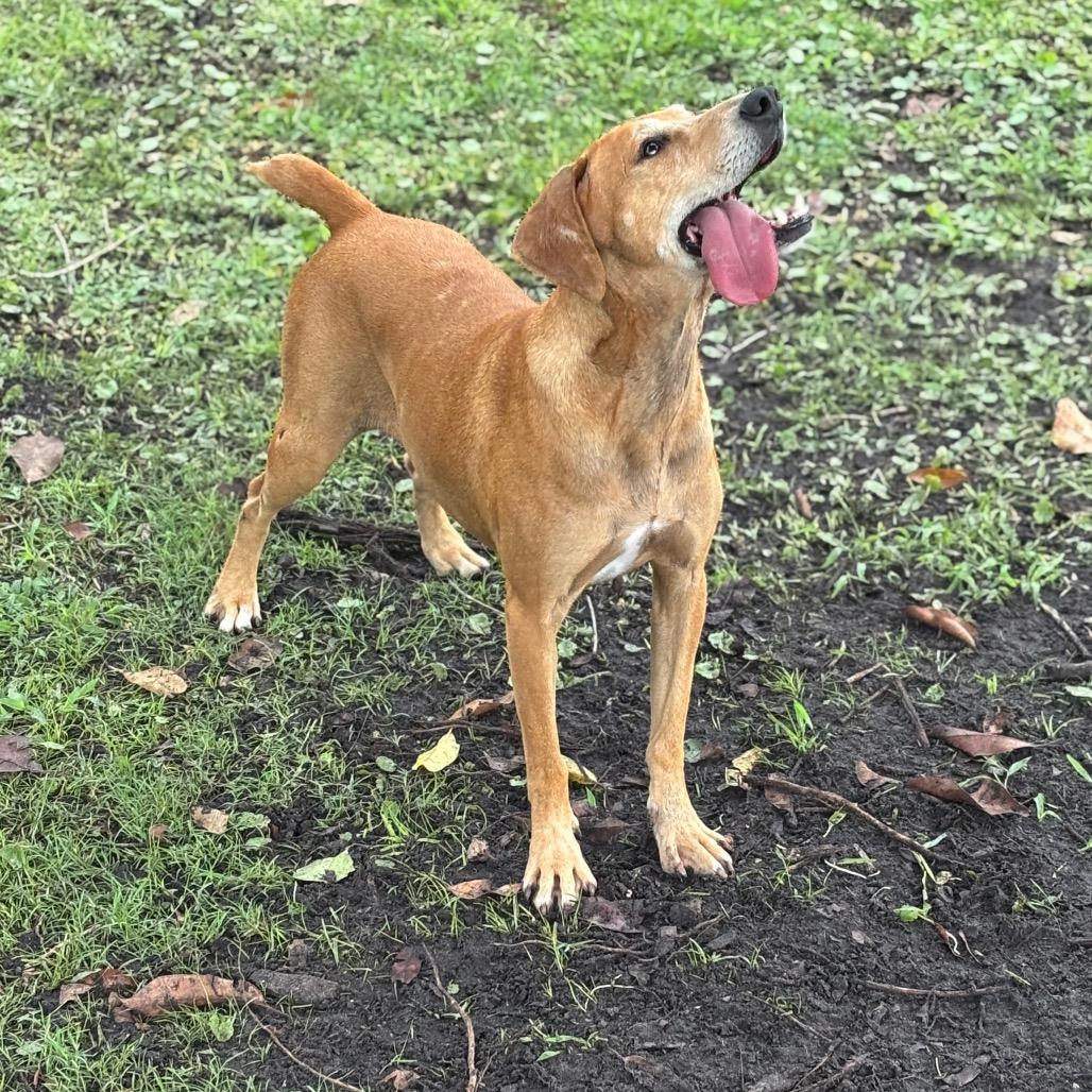 BETTY, a Adoptable mixed breed in Wellington, FL image 2/6