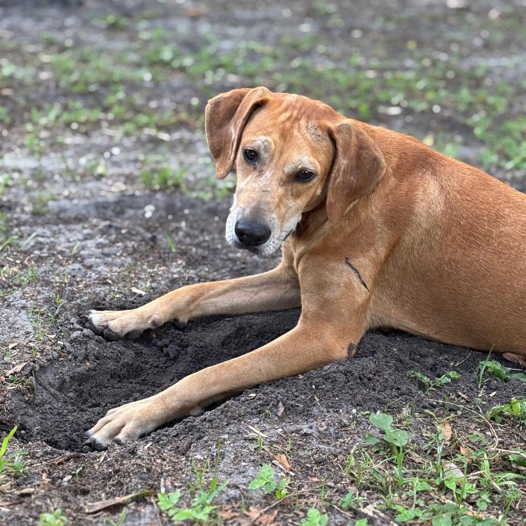 BETTY, a Adoptable mixed breed in Wellington, FL image 3/6