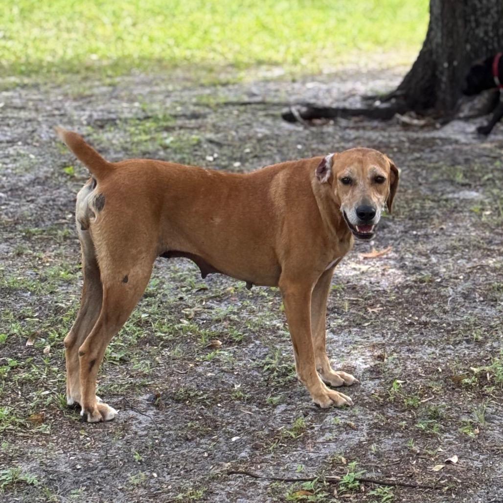 BETTY, a Adoptable mixed breed in Wellington, FL image 4/6