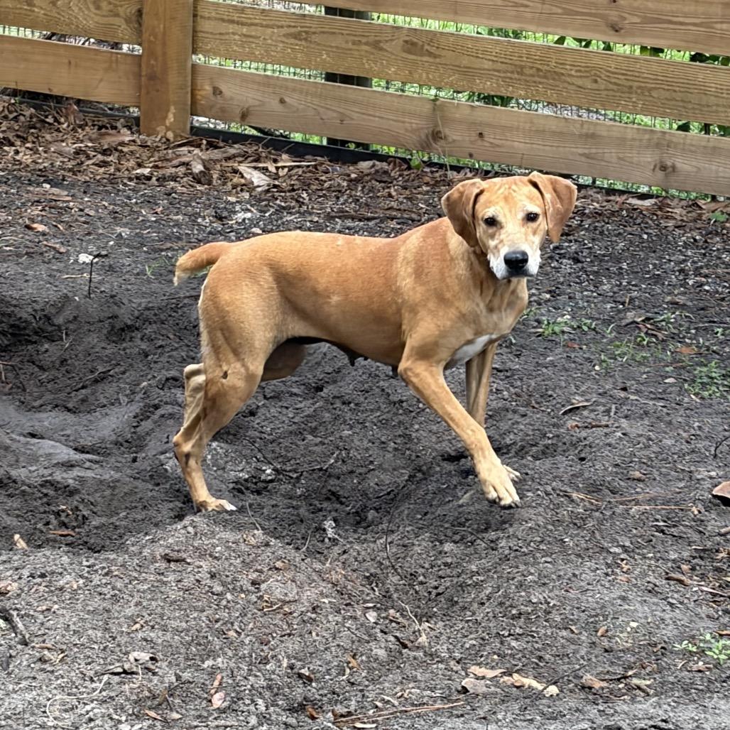 BETTY, a Adoptable mixed breed in Wellington, FL image 5/6
